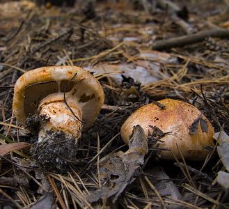 Tricholoma focale - matsutake lookalike 2