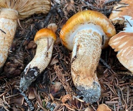 Tricholoma focale - matsutake lookalike