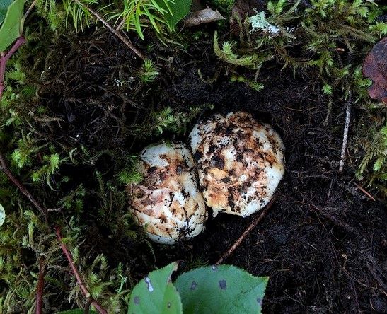 Tricholoma murrillianum 2