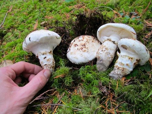 Tricholoma murrillianum 3