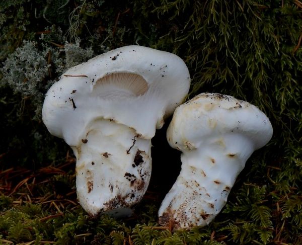 Tricholoma murrillianum 4