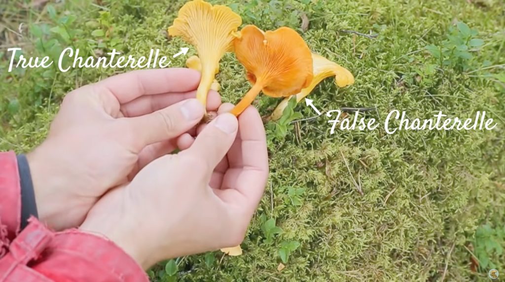 How to Identify Chanterelle vs. False Chanterelle