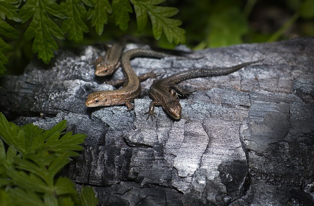 Viviparous lizard Lacerta vivipara Eurasian Boreal Forest Reptile