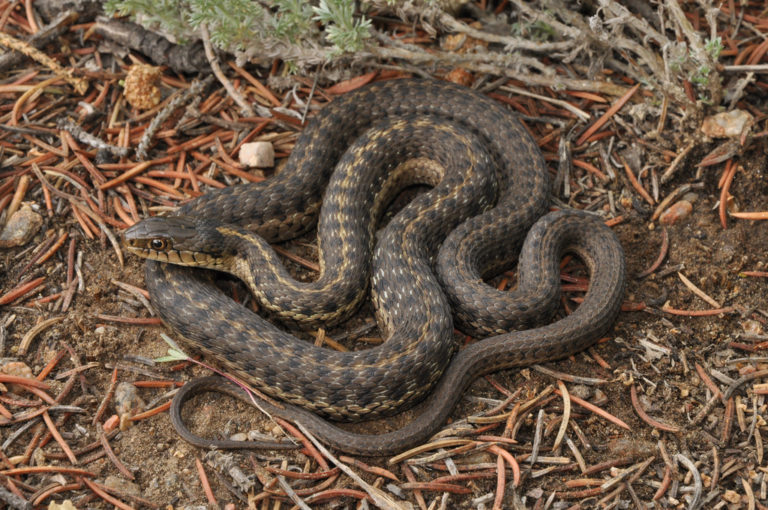 Boreal Forest Reptiles & Amphibians The Boreal Encyclopedia