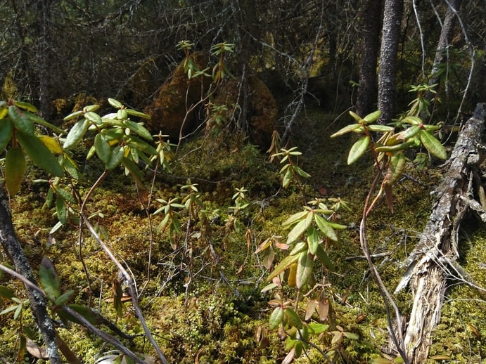 how to identify Labrador tea (rhododendron groenlandicum) 3