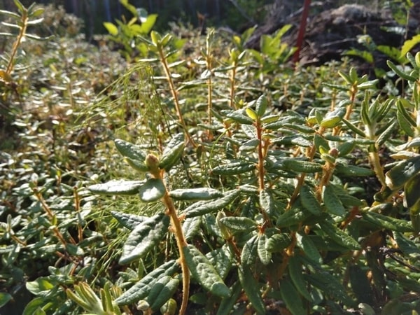 how to identify Labrador tea (rhododendron groenlandicum) 4