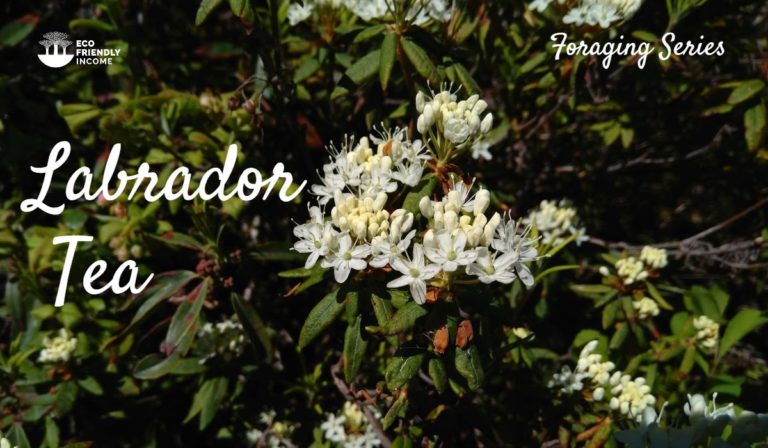 how to identify Labrador tea (rhododendron groenlandicum)