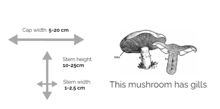 Amanita-Muscaria-Information-Chart