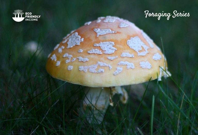 Amanita Muscaria var. Guessowii Foraging & Preparation Guide