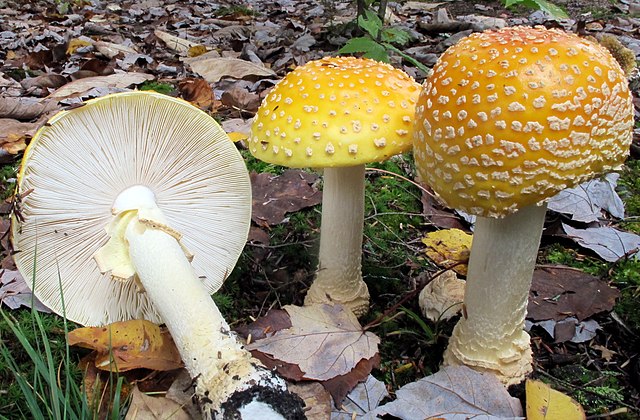 Amanita Muscaria var. Guessowii Foraging & Preparation Guide (3)