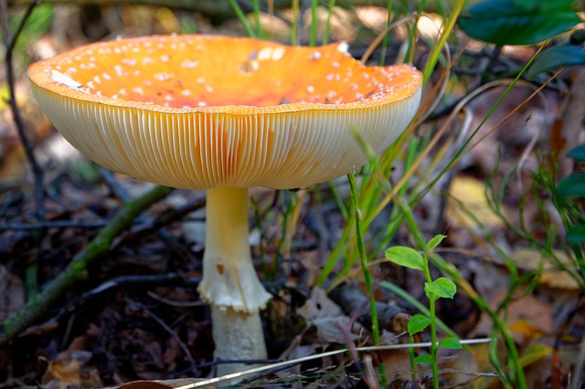 Amanita Muscaria var. Guessowii Foraging & Preparation Guide (7)