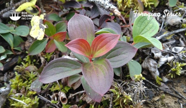 Bunchberry (Cornus canadensis) How to Identify & Propagate