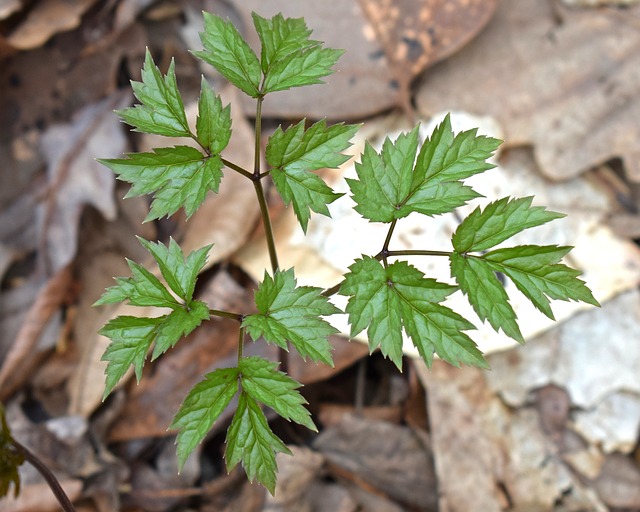 Forest Crop - Black Cohosh