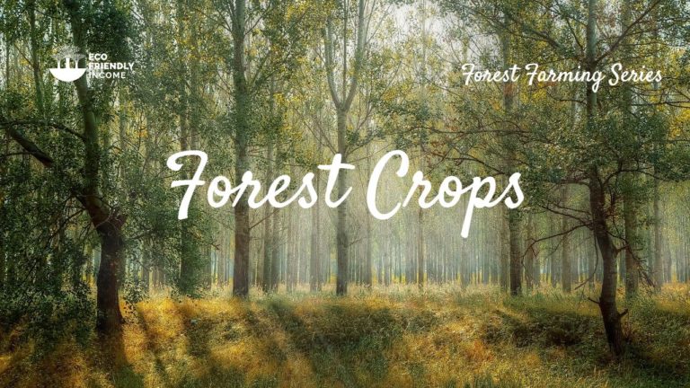 6 Forest Crops You Should Plant on Your Land