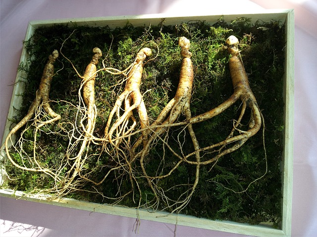 Forest Crops- Ginseng