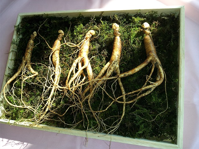 Forest Crops- Ginseng