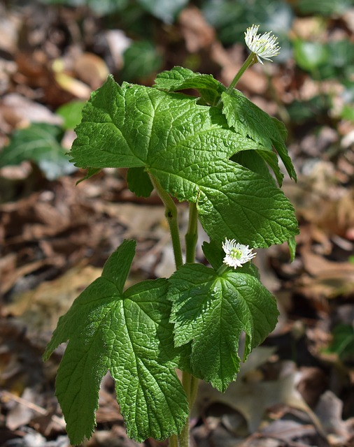 Forest Crops - Goldenseal