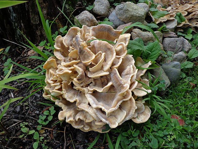 Hen of the woods lookalikes Meripilus_sumstinei