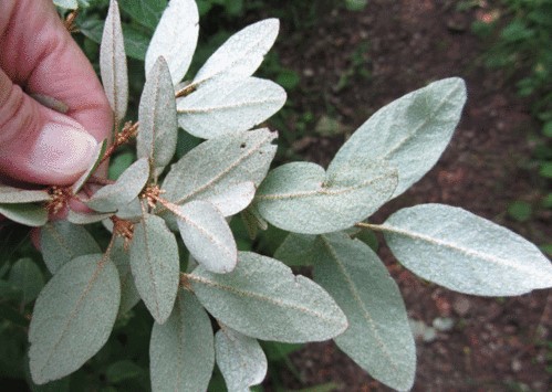 How-to-Identify-Canadian-Blueberry-vaccinium-myrtilloides-3