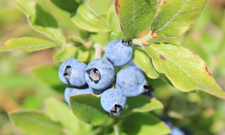 How-to-Identify-Canadian-Blueberry-vaccinium-myrtilloides