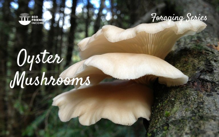 How to Identify Oyster Mushrooms Pleurotus ostreatus