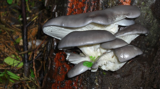 How to Identify Oyster Mushrooms Pleurotus ostreatus