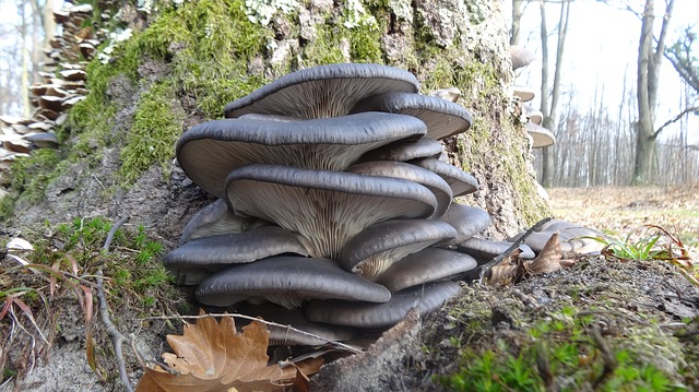 How to Identify Oyster Mushrooms Pleurotus ostreatus