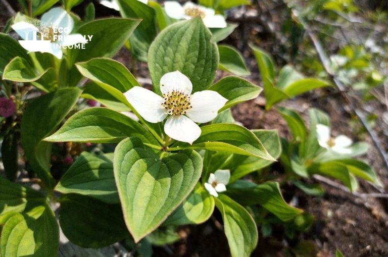 How to Identify & Propagate Bunchberry - Cornus Canadensis (1)