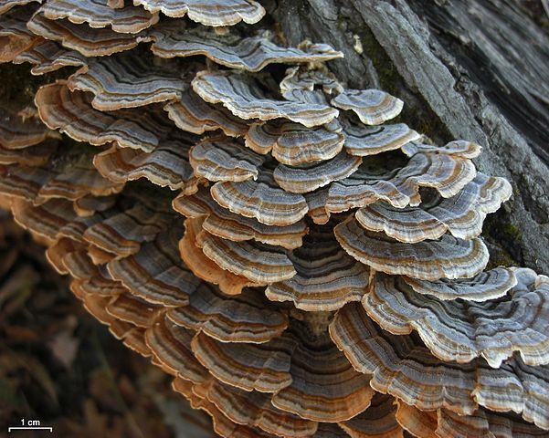 How to Identify Turkey Tail trametes versicolor 6