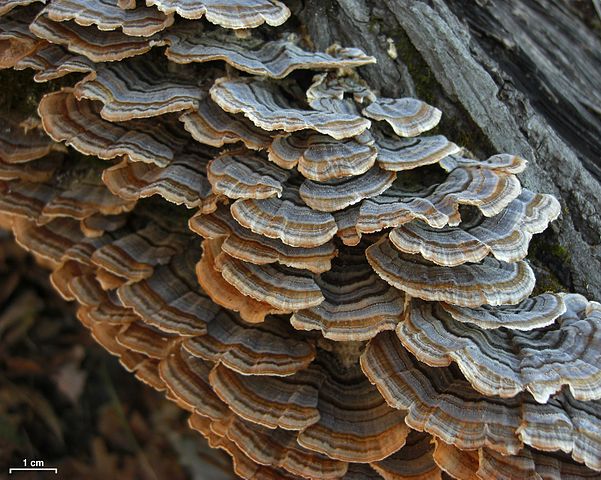 How To Identify Turkey Tail Mushrooms Trametes Versicolor