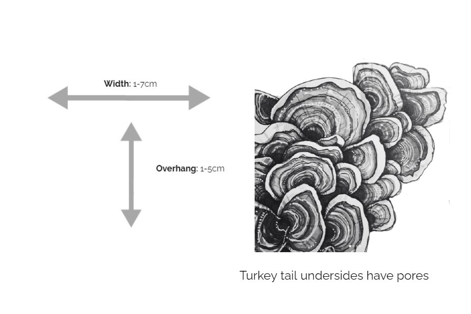 How to Identify Turkey Tail trametes versicolor info chart