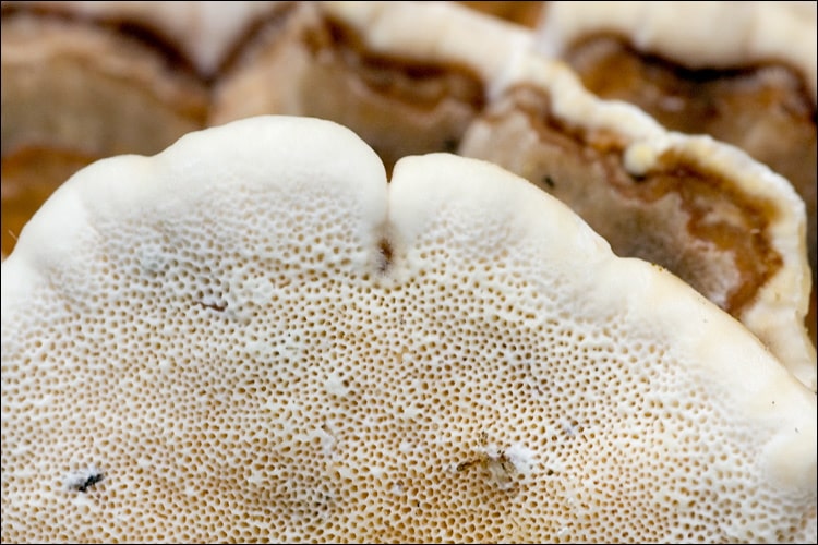 How to Identify Turkey Tail trametes versicolor underside-