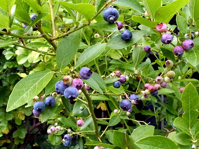 How-to-Identify-highbush-blueberry-vaccinium-corymbosum