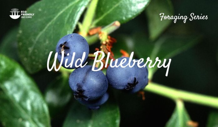 How to Identify wild Blueberry vaccinium