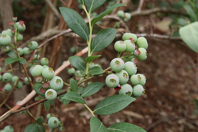 How-to-identify-Darrows-blueberry-vaccinium-darrowii-2