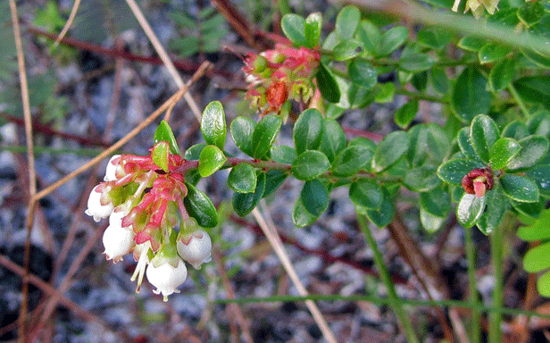 How-to-identify-Darrows-blueberry-vaccinium-darrowii