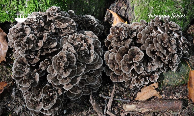 How to identify hen-of-the-woods Grifola-frondosa (1)