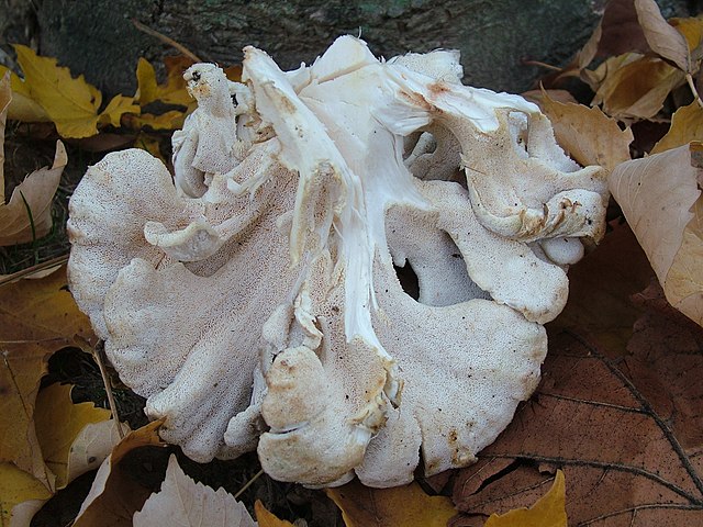 How-to-identify-hen-of-the-woods-Grifola-frondosa-2