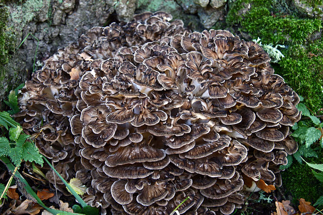 How to identify hen-of-the-woods Grifola frondosa