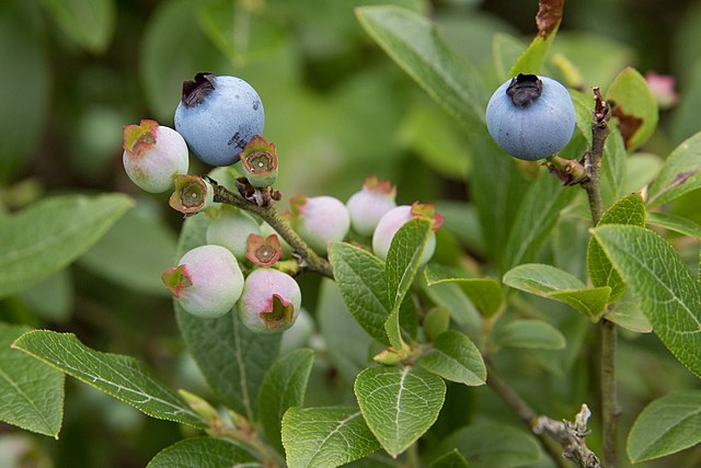 How-to-identify-lowbush-blueberry-vaccinium-angustifolium-1-1