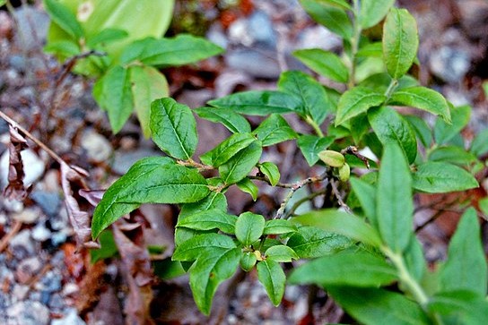 How-to-identify-lowbush-blueberry-vaccinium-angustifolium-2-1