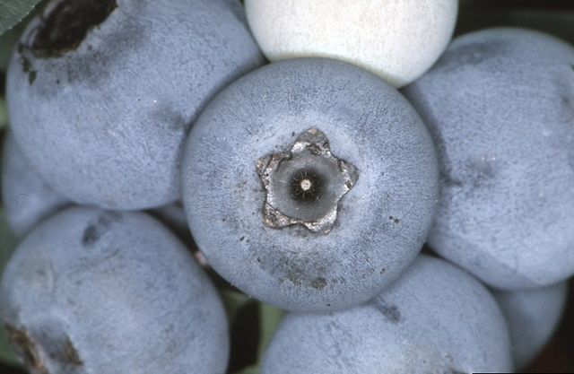 How-to-identify-rabbiteye-blueberry-vaccinium-virgatum-2