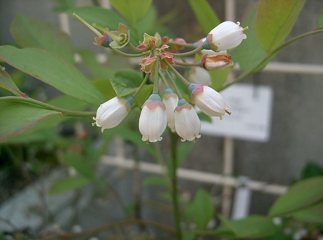 How-to-identify-rabbiteye-blueberry-vaccinium-virgatum