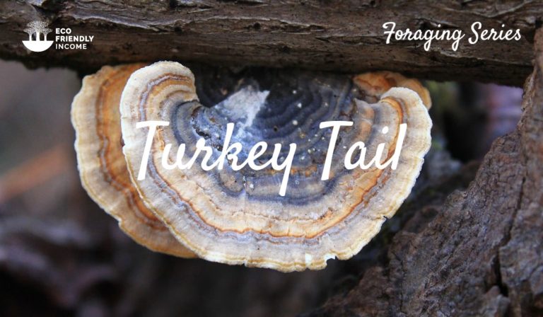 How to Identify Turkey Tail Mushrooms (Trametes versicolor)