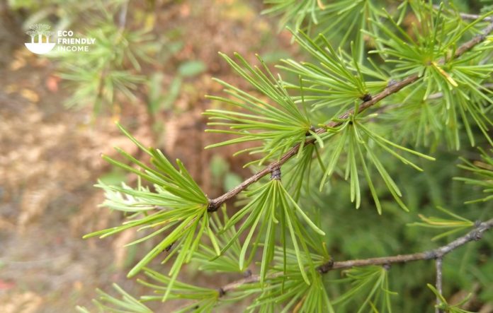 tamarack larch needles