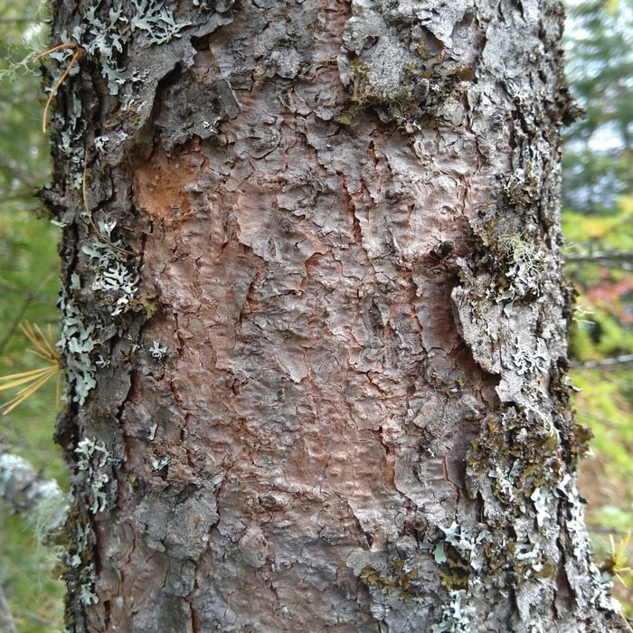tamarack larch bark