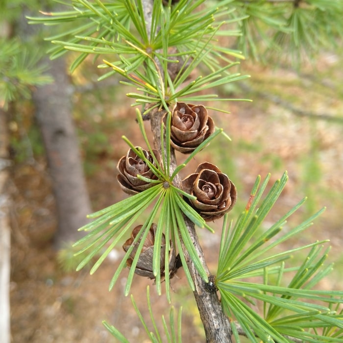 How to Propagate Tamarack Larch (larix laricina)