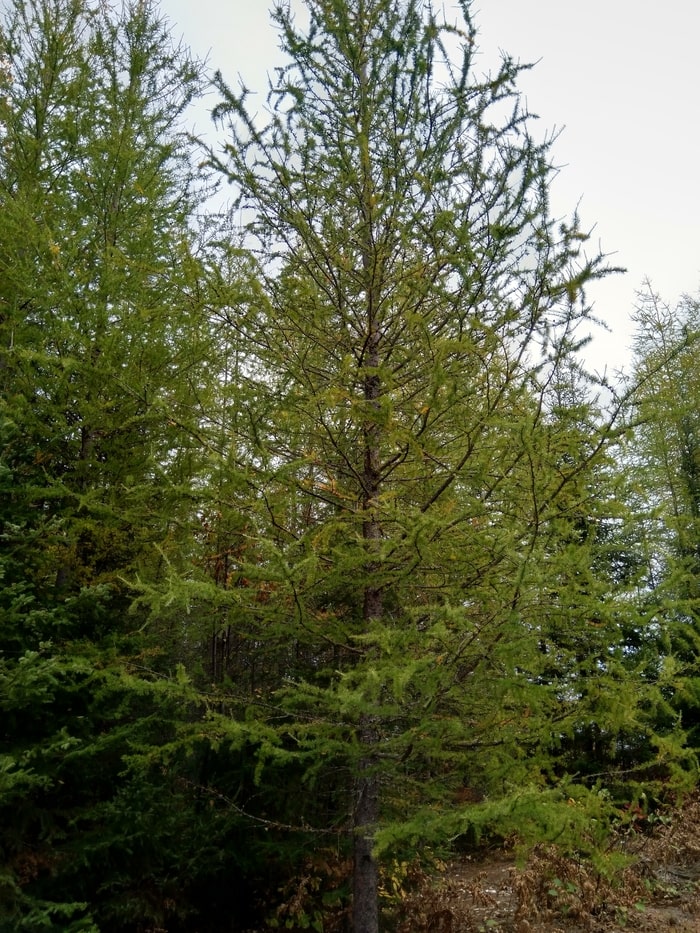 How to Propagate Tamarack Larch (larix laricina)