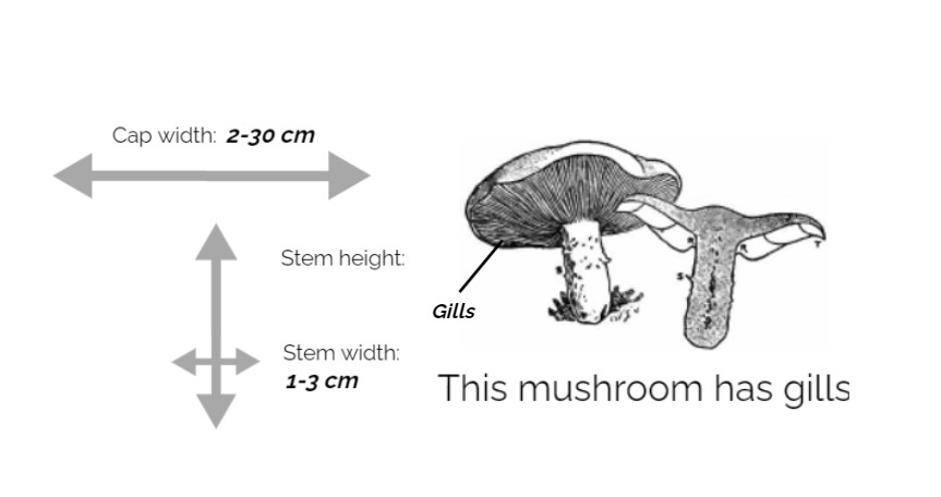 Oyster mushroom info chart