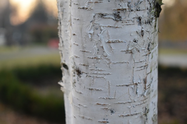 Paper Birch Bark